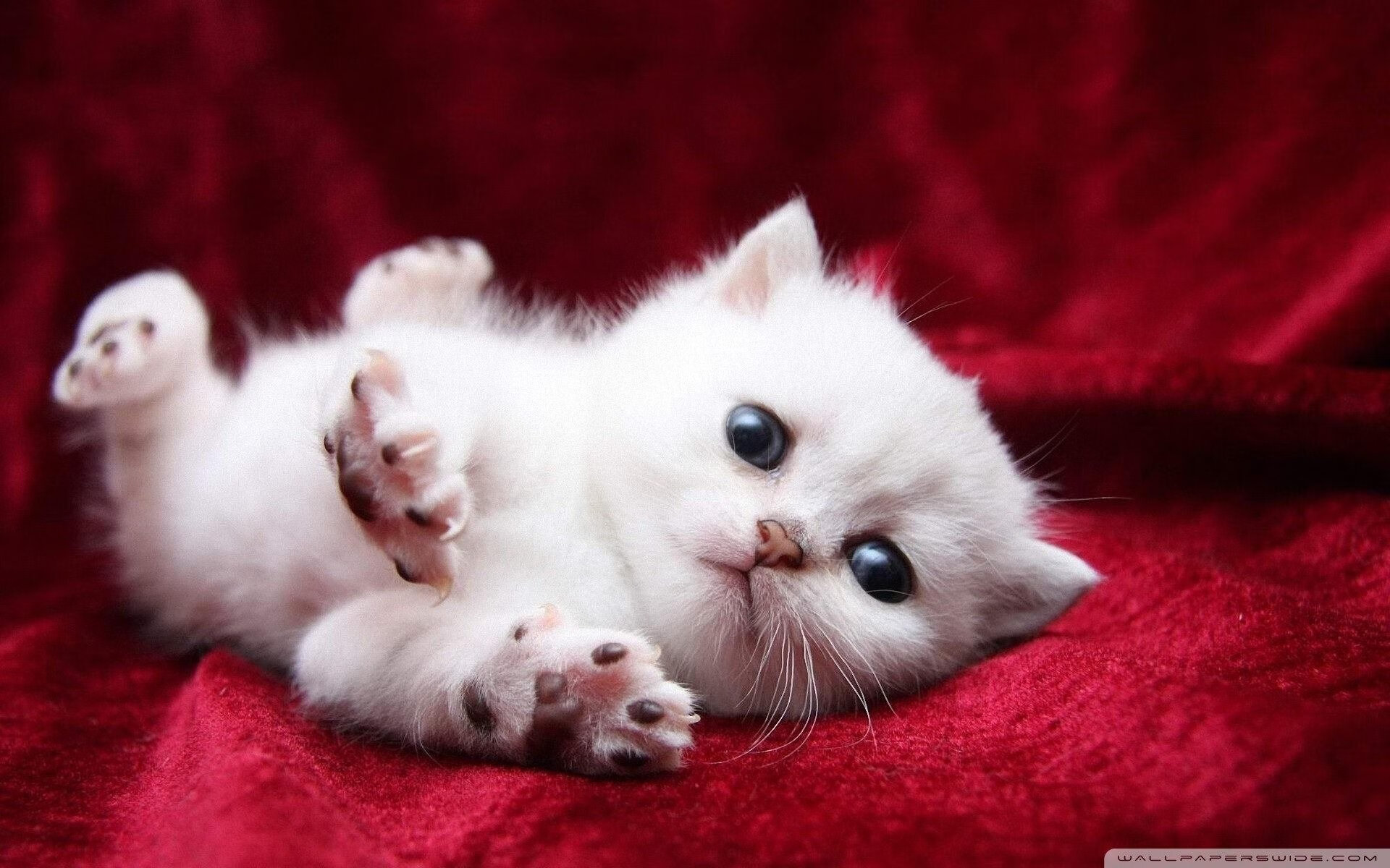 当秩序被击碎，德罗赞的金色镰刀与浙江队掀翻的牌桌