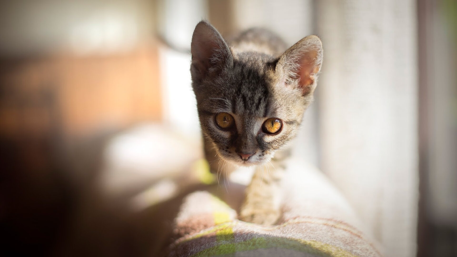 战术镜中人，当新西兰防线遇见奥地利佩德里