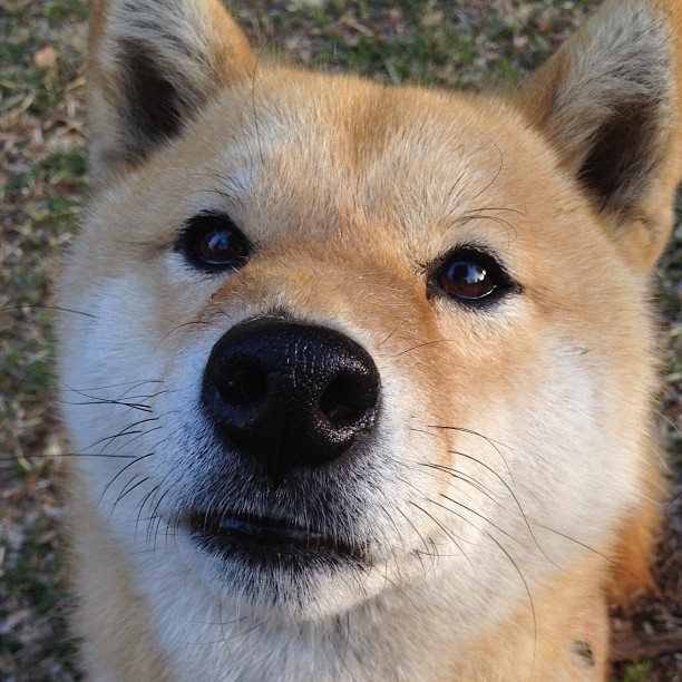 黎明前的救赎,阿劳霍破茧与皇社绝杀的足球哲学