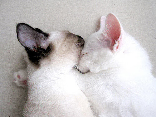 深圳队踏平热火，拉梅洛·鲍尔成为关键先生，一场跨越大洋的惊天冷门