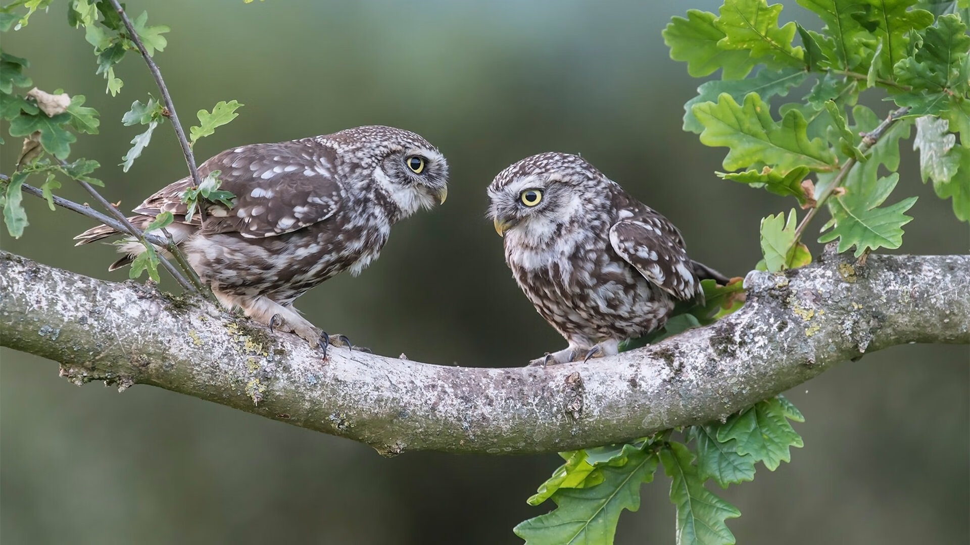 冰与火之歌，芬兰淘汰赛的冷门奇迹与京多安争冠的热血接管