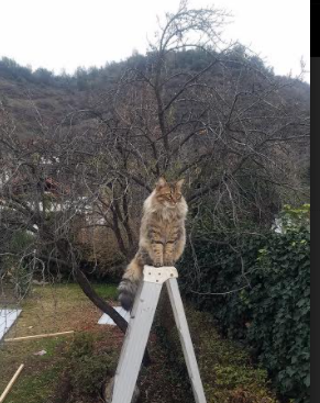 双重变奏，阿尔及利亚节奏与多特蒙德脉动中的凯恩奏鸣曲