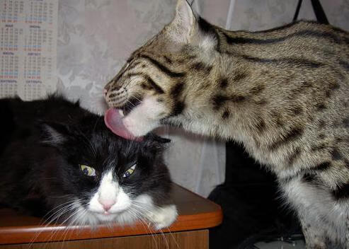 内线长城的现代进化,浓眉刷新纪录背后的广厦体系