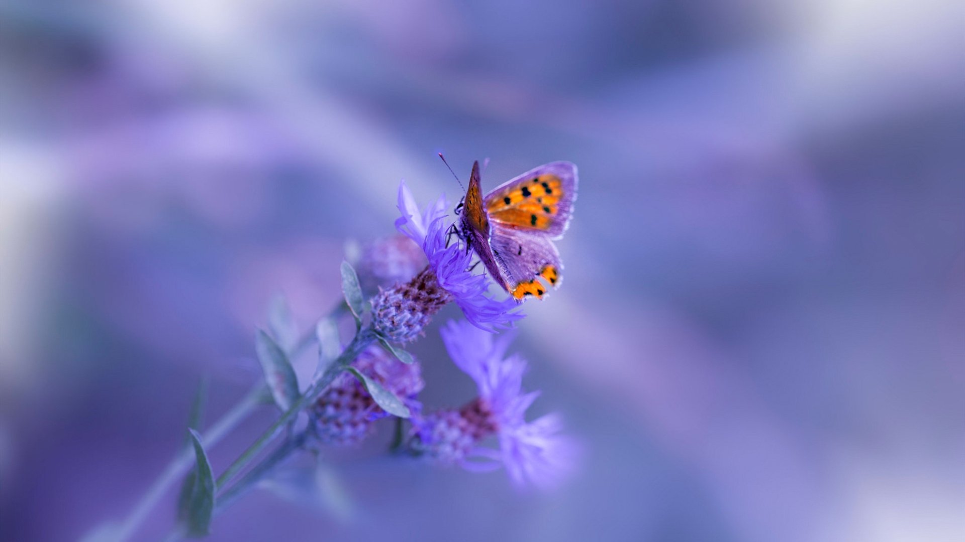 神转折！AC米兰爆冷乌克兰之夜，阿拉巴竟成关键先生？深度解析这场平行时空的欧冠奇迹