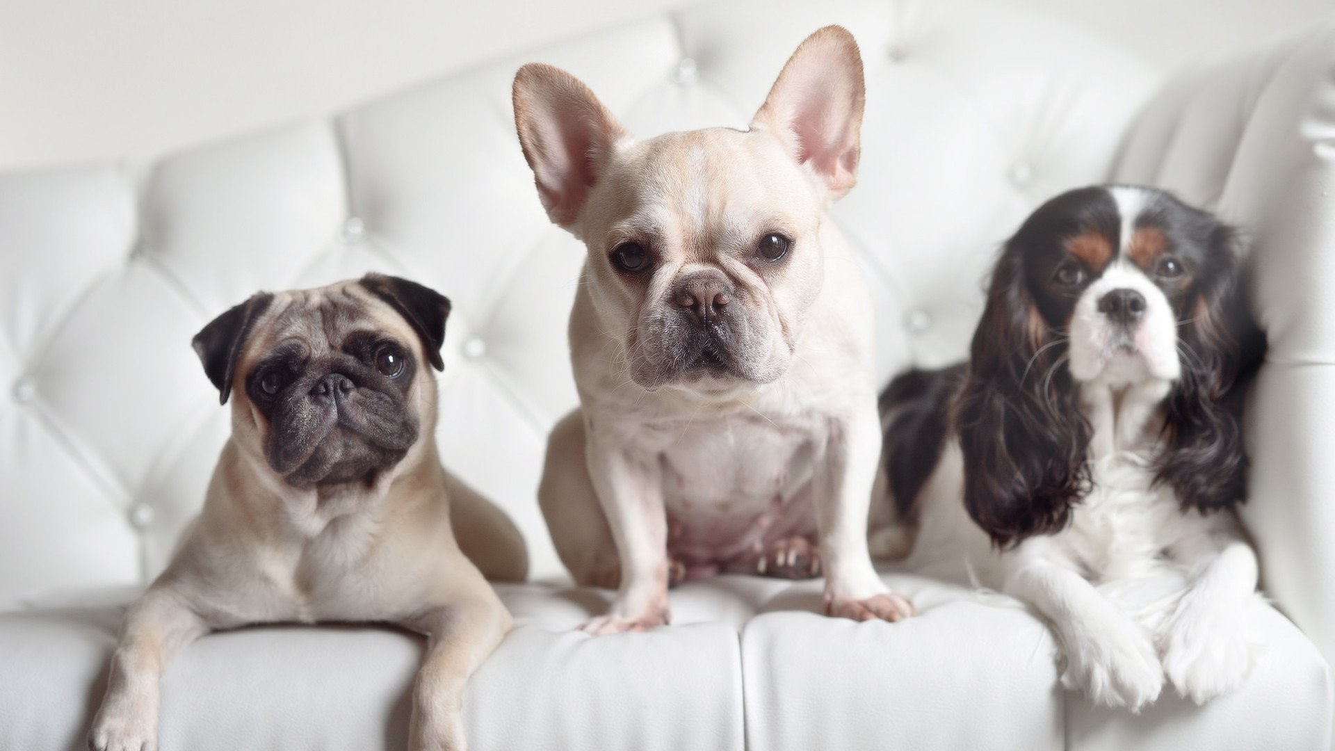 钢铁防线与叹息之墙,阿尔及利亚锁死智利,库尔图瓦化身关键先生