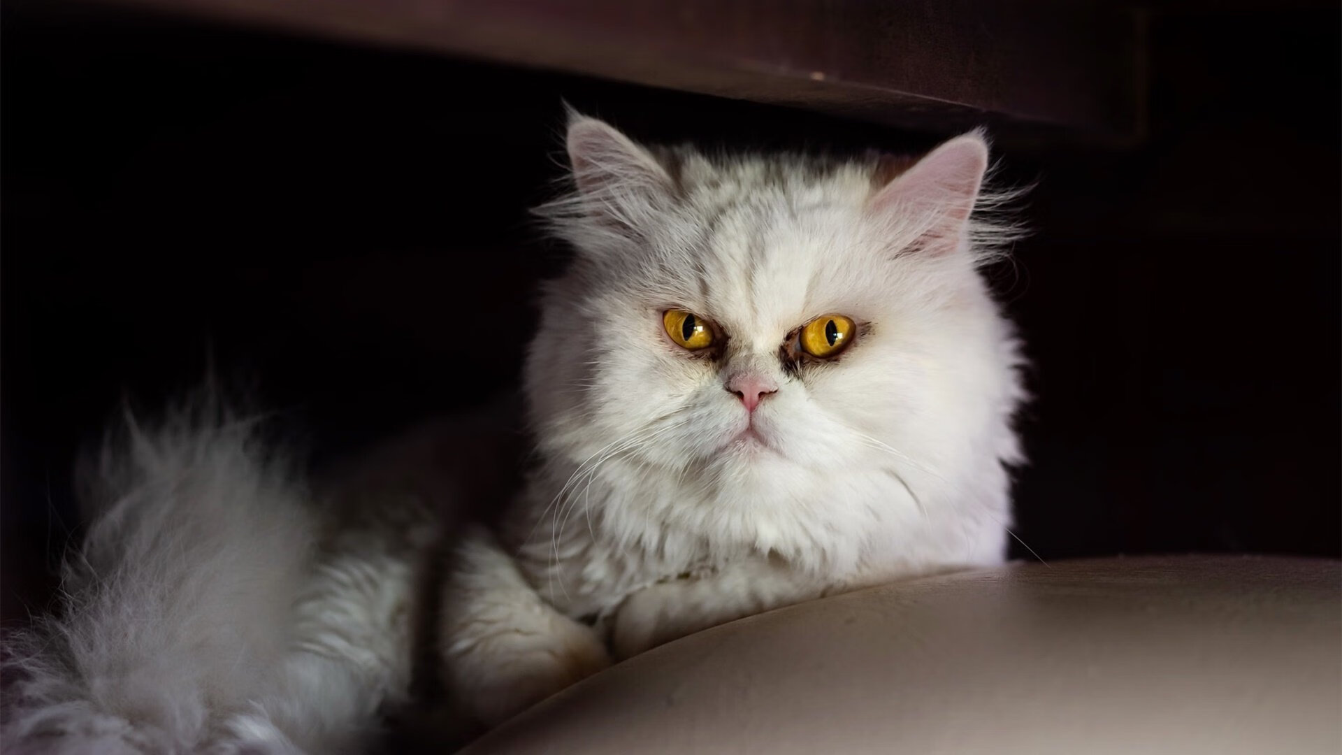 英超争冠焦点战，新疆队如何收割太阳般的胜利哲学