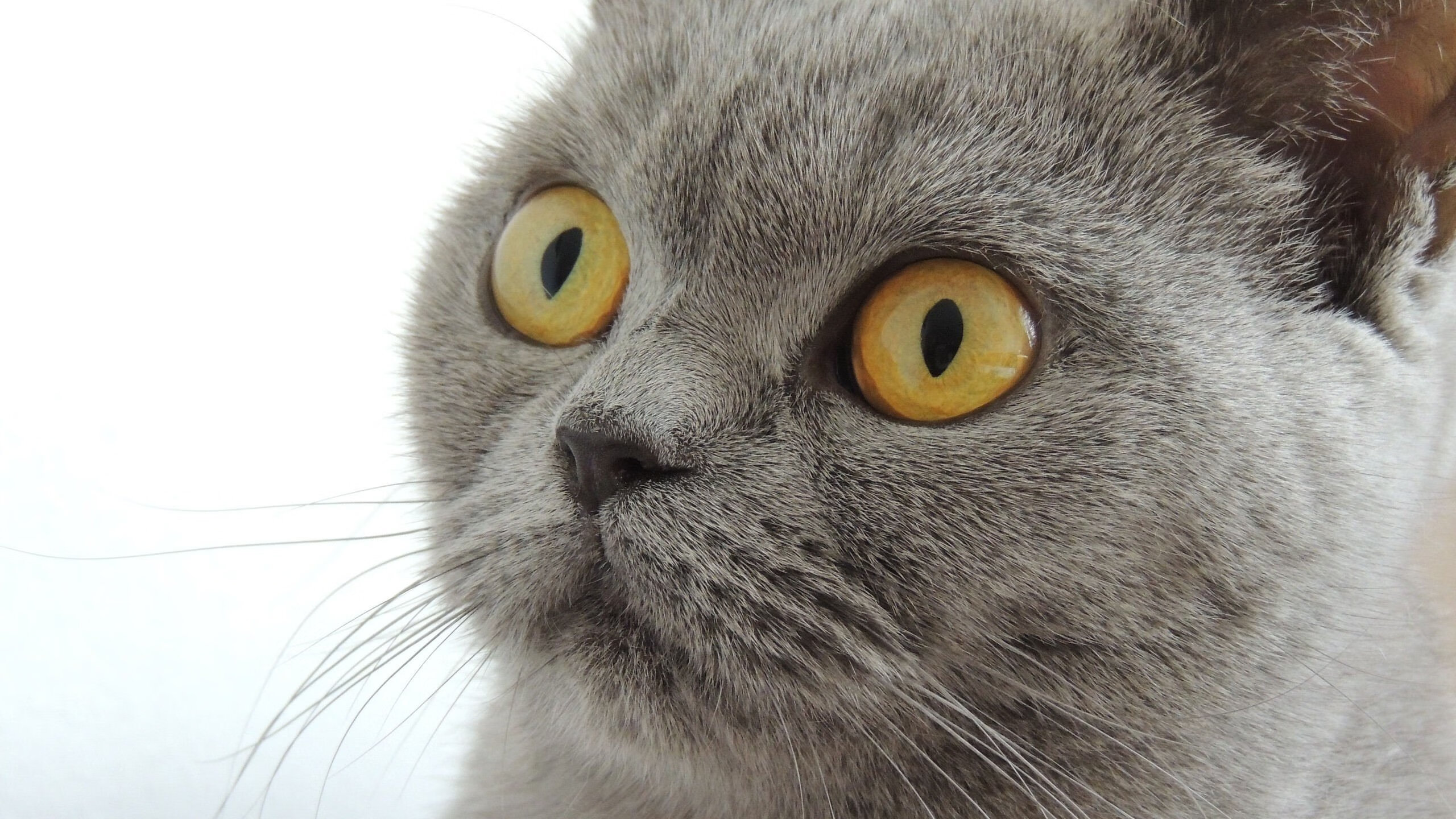 唯一性的辉煌,哈登关键进球定格广东队对阵广厦队的经典瞬间