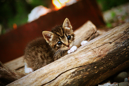跨界对决,骑士如何靠山呼海啸的逆转与一名沉默守护者终结广东王朝?