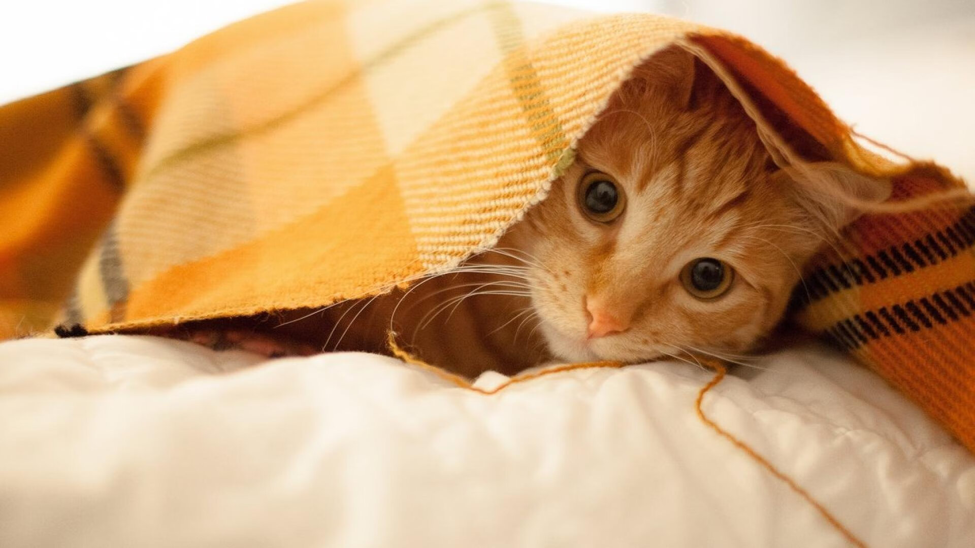 绿茵场上的休斯顿节奏—当杰伦·格林的掌控力映照英超争冠之夜