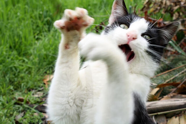 新生代碾压老牌劲旅！班凯罗封神之夜令孟菲斯沉默