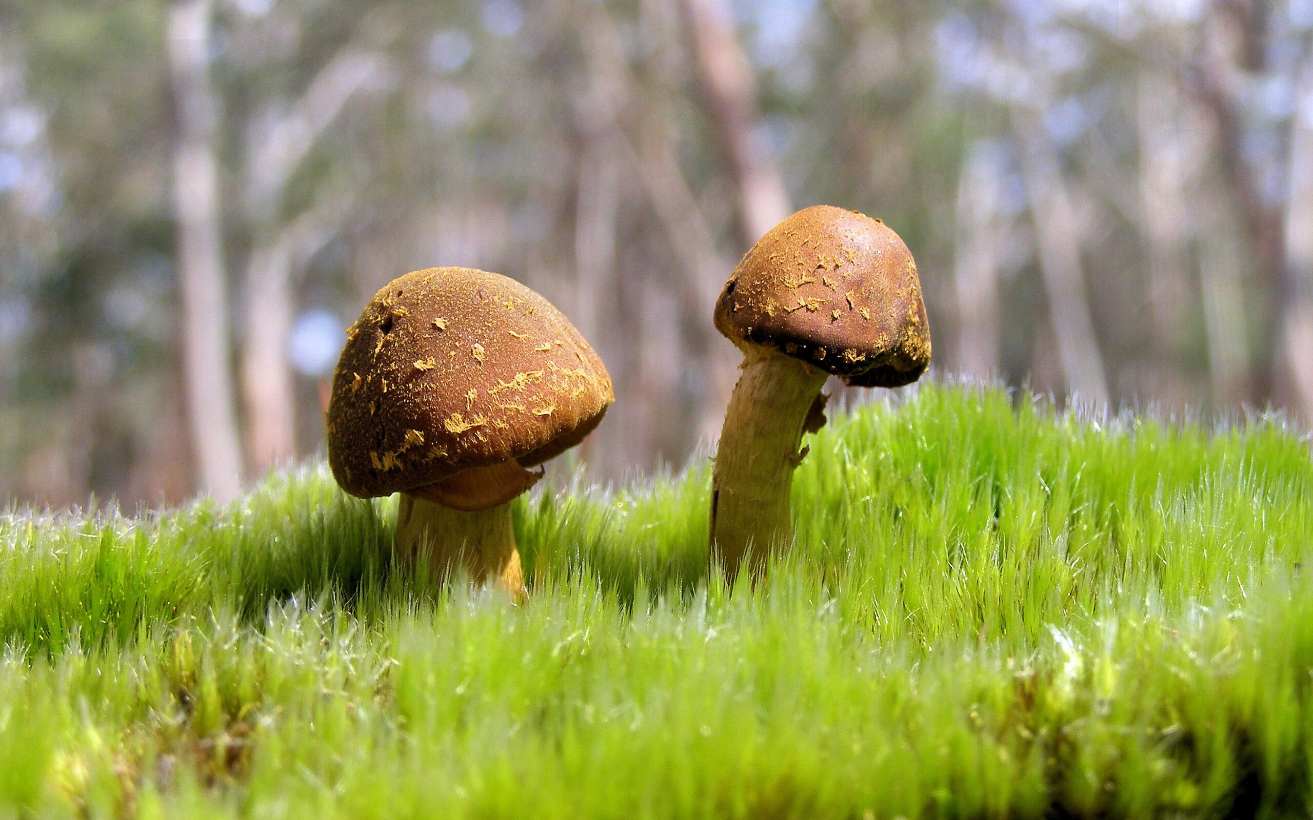 暗夜中的魔法师，当德容用反足球的智慧，为秘鲁奏响2026的狂想曲